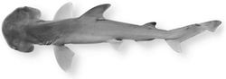 Bonnethead Shark